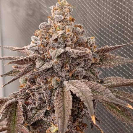 Cherry strudel Sherbisnky/Sensi seeds