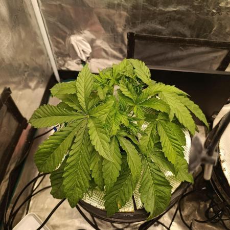Candy breath Paradise seeds DWC