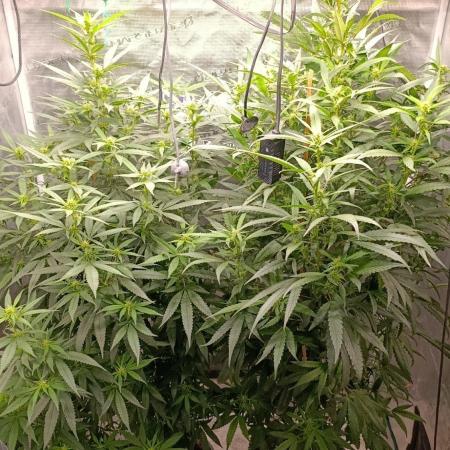 Delimed CBD plus/Sweet CBD  Frambolesco