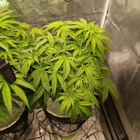 Smashberry Fumez Anesia DWC