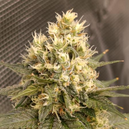 CBD Harlequin