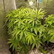 Candy breath Paradise seeds DWC