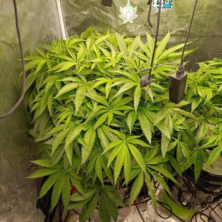 Candy breath Paradise seeds DWC