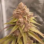 Malasana cookies/Exotic seeds