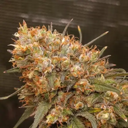 CBD Harlequin pheno 2