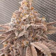 Cherry strudel Sherbisnky/Sensi seeds