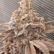 Cherry strudel Sherbisnky/Sensi seeds