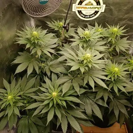 CBD Harlequin