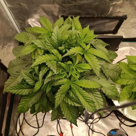 Candy breath Paradise seeds DWC
