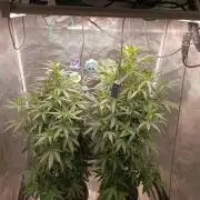 Delimed CBD plus/Sweet CBD  Frambolesco