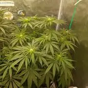 Smashberry Fumez Anesia DWC