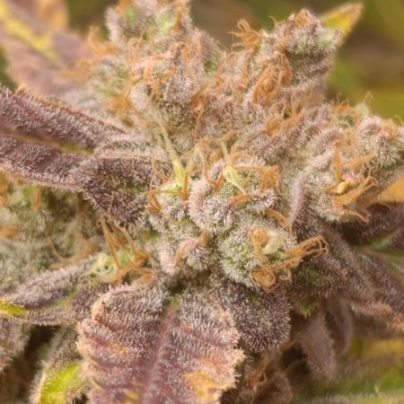 Smashberry Fumez Anesia DWC