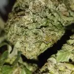 Bay Burger/Outdoor contest