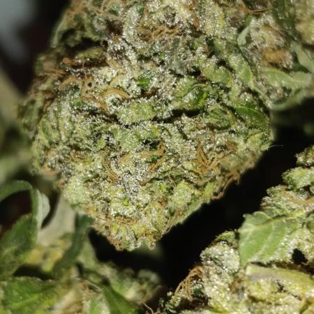 Bay Burger/Outdoor contest