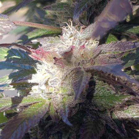 Bay Burger/Outdoor contest