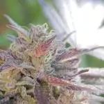 Bay Burger/Outdoor contest