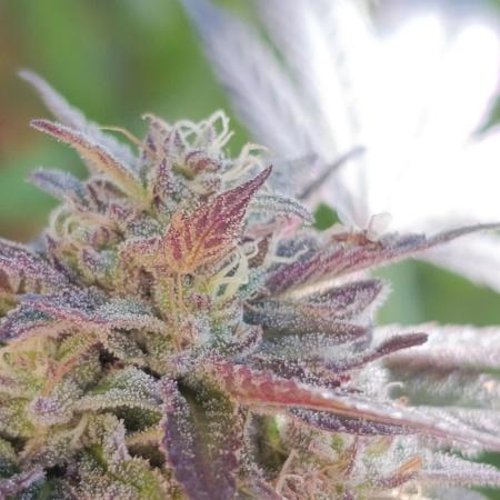 Bay Burger/Outdoor contest