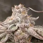 Jungle lava/ Original sensible seeds
