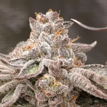Jungle lava/ Original sensible seeds