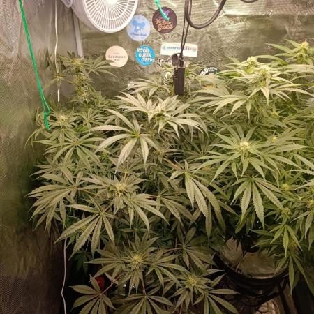 Candy breath Paradise seeds DWC