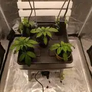 Malasana cookies/Exotic seeds