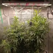 Delimed CBD plus/Sweet CBD  Frambolesco