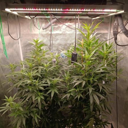 Delimed CBD plus/Sweet CBD Frambolesco