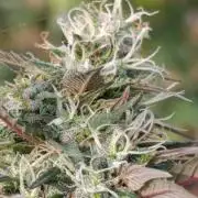 Delimed CBD plus/Sweet CBD  Frambolesco