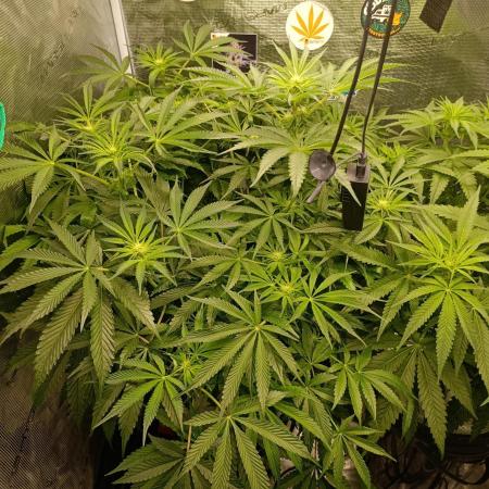 Candy breath Paradise seeds DWC