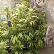 Delimed CBD plus/Sweet CBD  Frambolesco