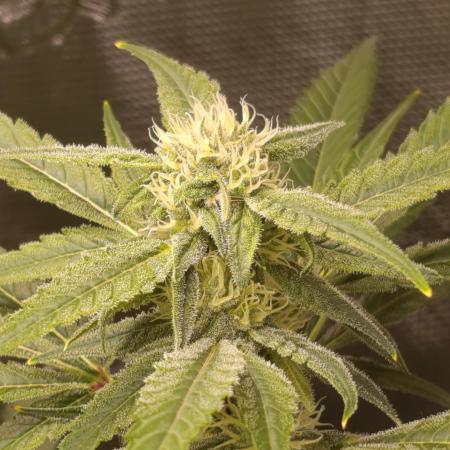 Smashberry Fumez Anesia DWC