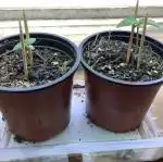 Lsd-25 and tangie auto grow from fastbud