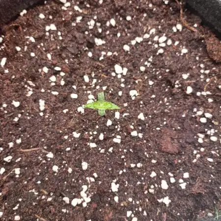 🍓 Strawberry Cheesecake Auto 🍰