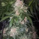 Divine Seeds Comp 2025 Vol.2 - ADR