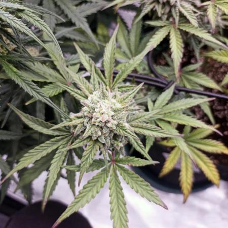 🍍 Pineapple Express Auto 🍍