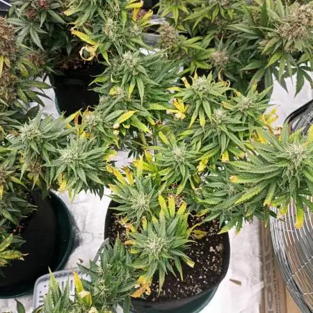 Dutch Passion Growing Comp 25 - MAC #1