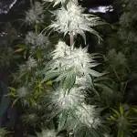 THE FIRST RUN INDOOR - RUNTZ AUTO BY BARNEYS FARM