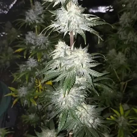 THE FIRST RUN INDOOR - RUNTZ AUTO BY BARNEYS FARM
