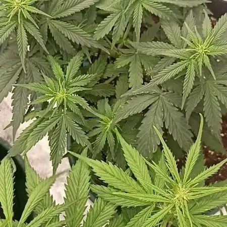 Dutch Passion Growing Comp 25 - ACB XL