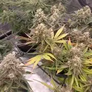 🍓 Strawberry Cheesecake Auto 🍰