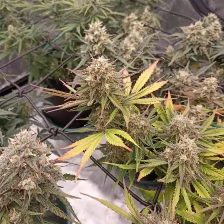 🍓 Strawberry Cheesecake Auto 🍰