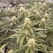 🍍 Pineapple Express Auto 🍍