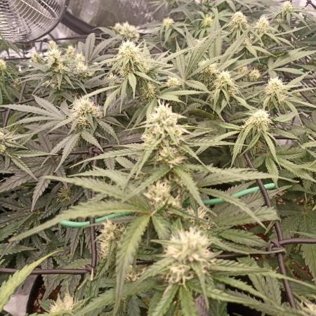 🍍 Pineapple Express Auto 🍍