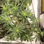 🐺 Dognabis#19A 🐺