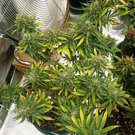 Dutch Passion Growing Comp 25 - MAC #1