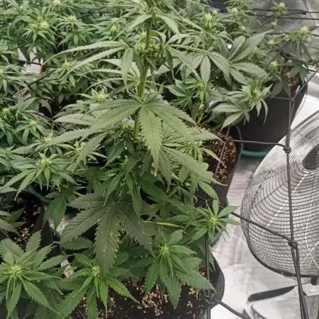 Dutch Passion Growing Comp 25 - MAC #1