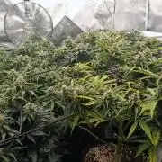 🍓 Strawberry Cheesecake Auto 🍰