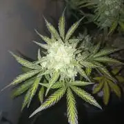 🍍 Pineapple Express Auto 🍍