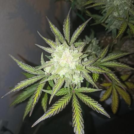 🍍 Pineapple Express Auto 🍍