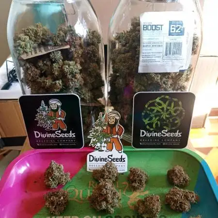 Divine Seeds Comp 2025 Vol.2 - APE